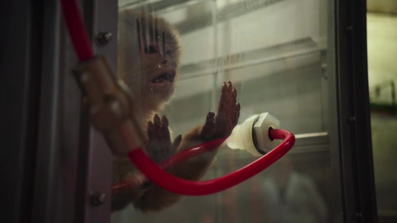 animals-feel-pain-animal-testing